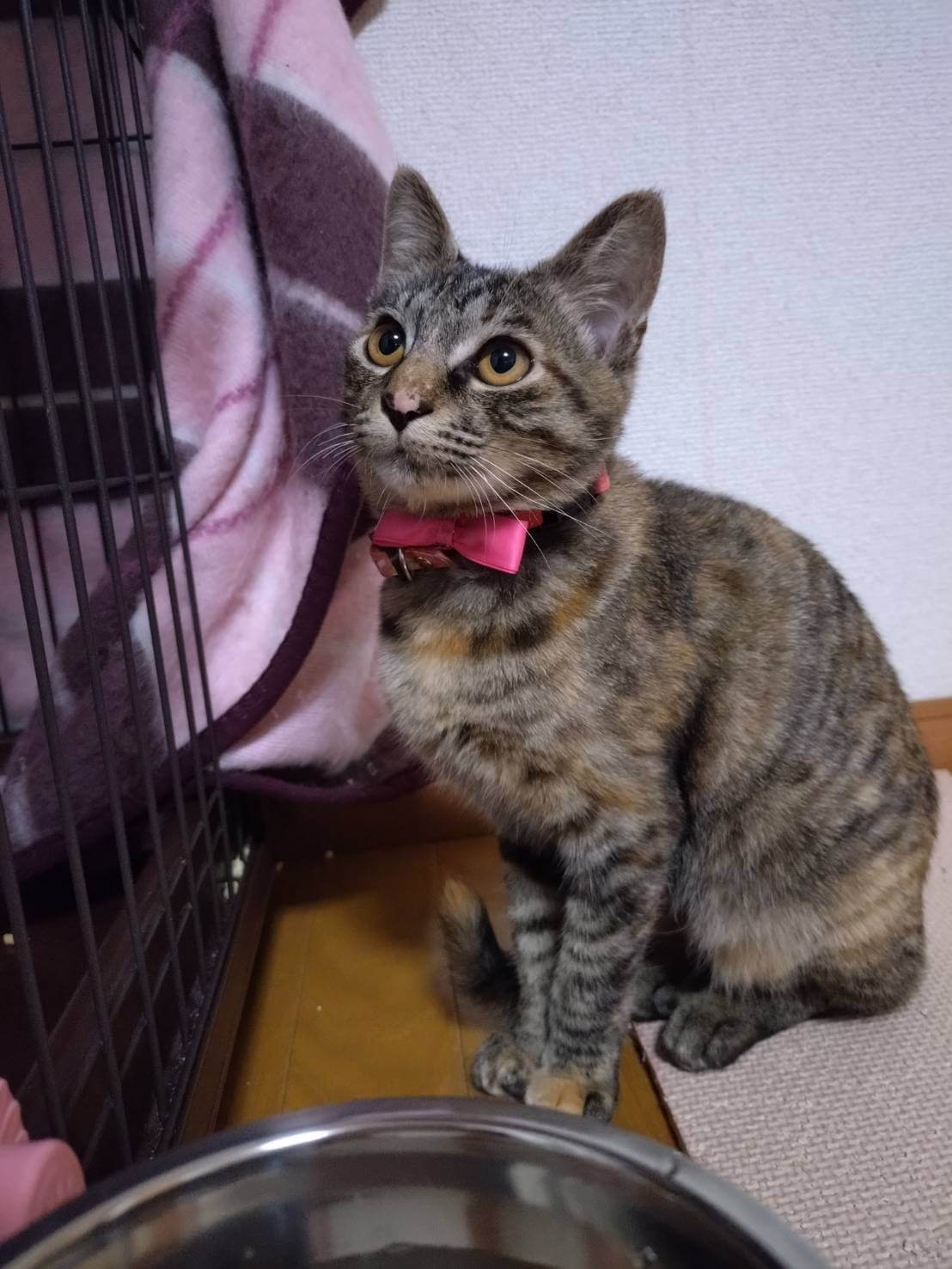 少しシャイなところのある女の子です。