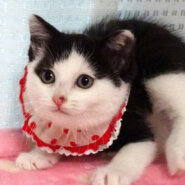 少しビビリで可愛い黒白★トットちゃん２か月