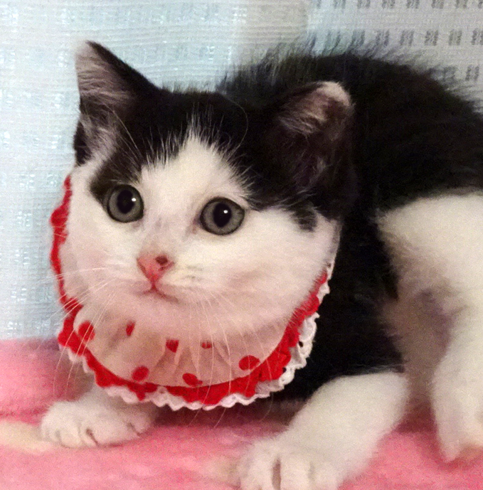 少しビビリで可愛い黒白★トットちゃん２か月