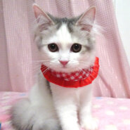 ノルウェージャン×サイベリアン★萌(もえ)ちゃん４ヵ月半