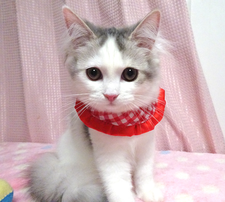 ノルウェージャン×サイベリアン★萌(もえ)ちゃん４ヵ月半