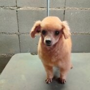 トイプードル　小さな男の子　3歳