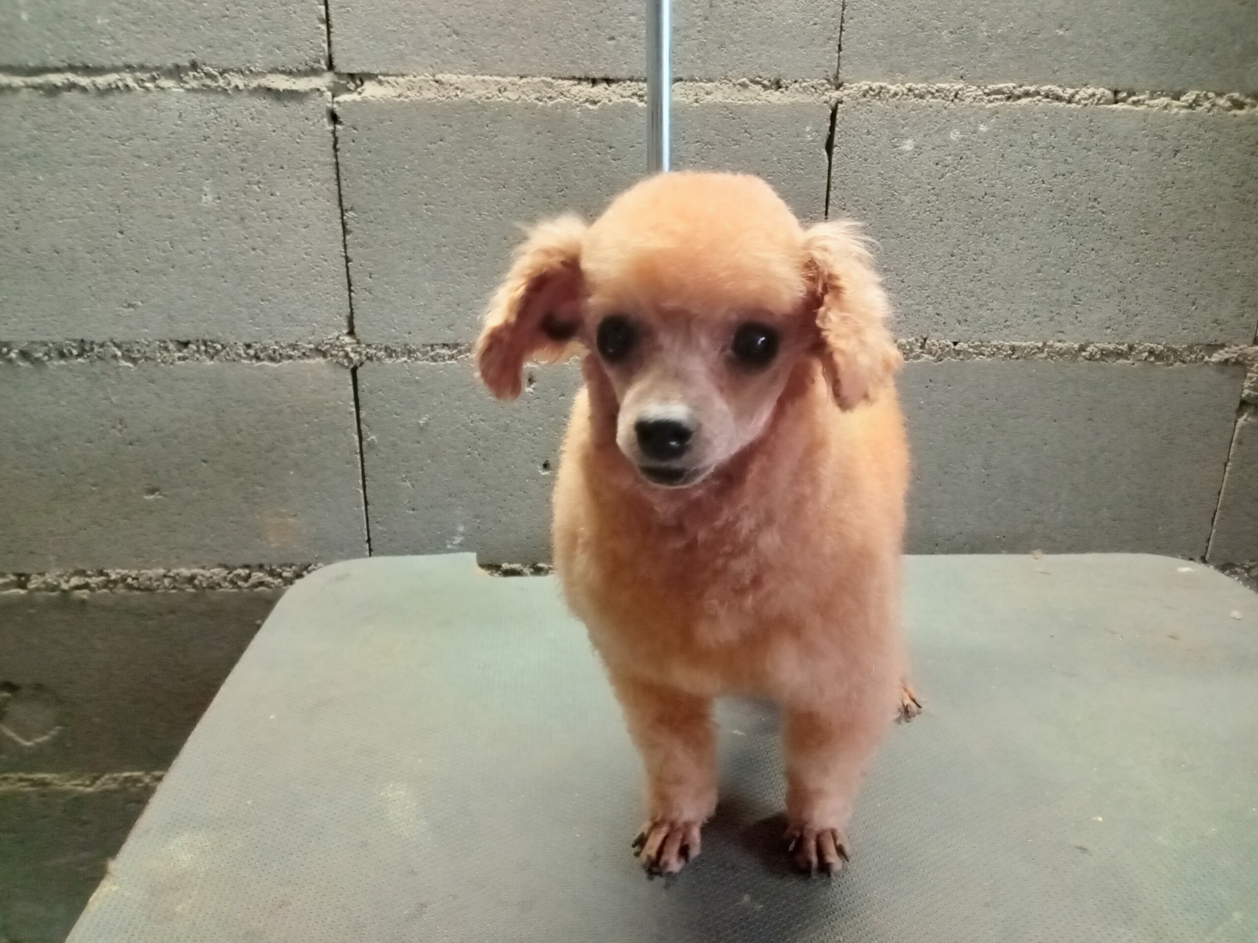 トイプードル　小さな男の子　3歳