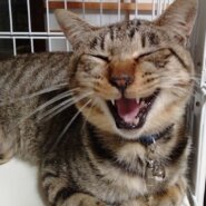 ボクを家族にしてください