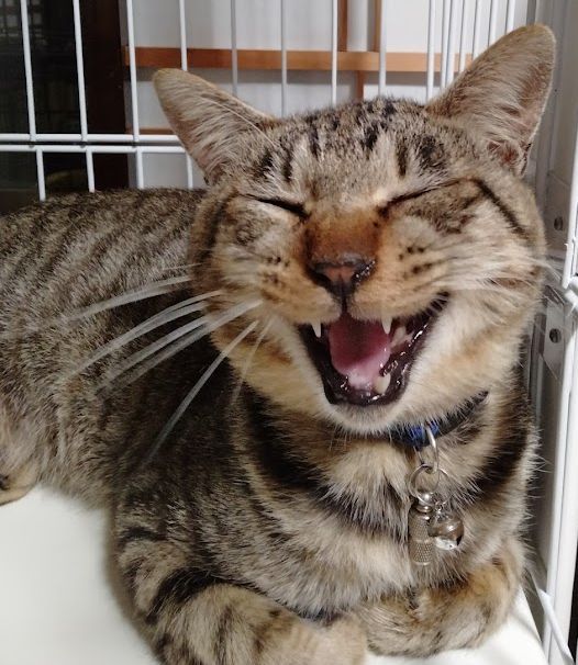 ボクを家族にしてください