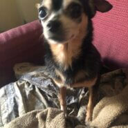 急募！スムースチワワ女の子