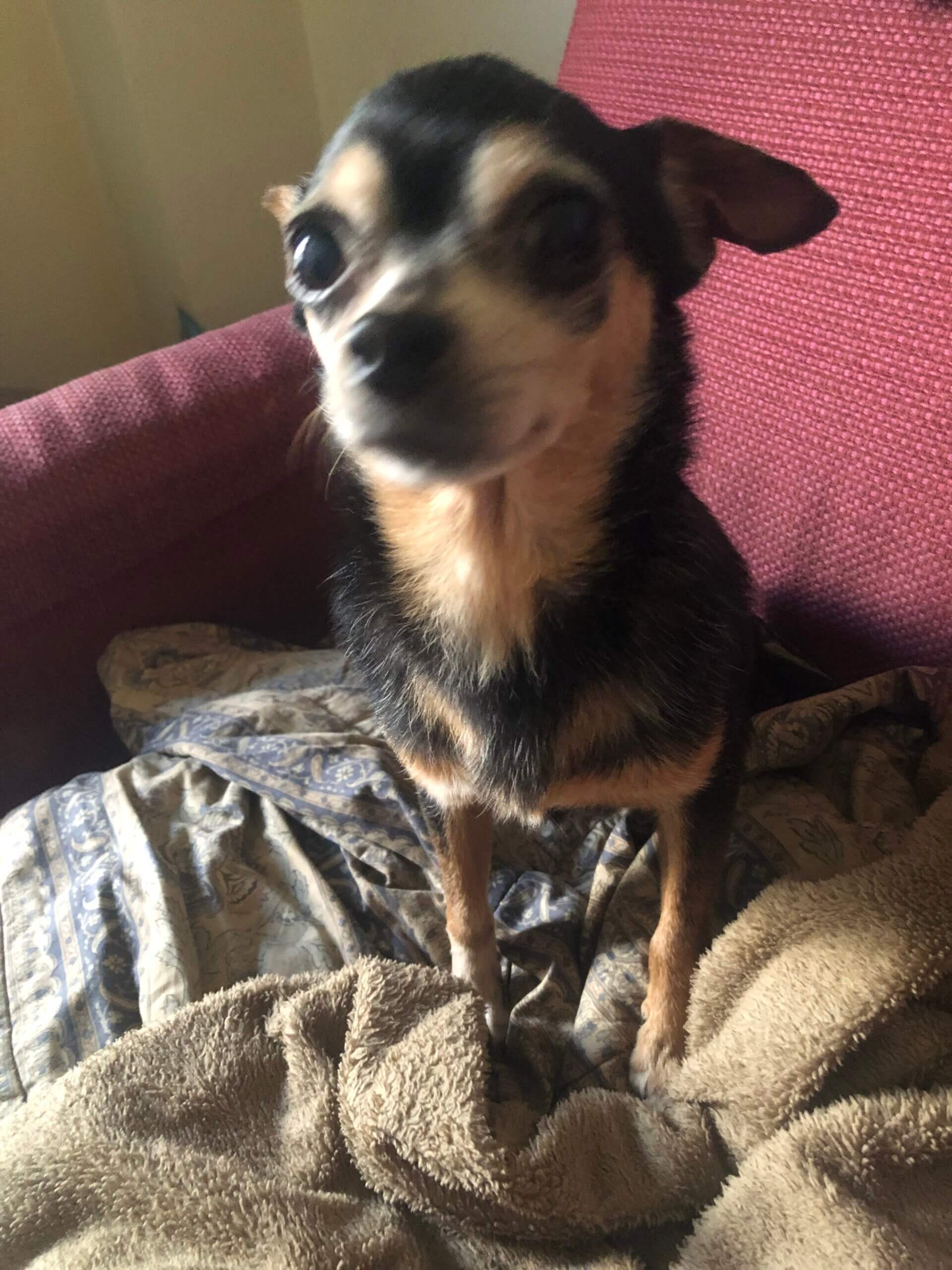 急募！スムースチワワ女の子