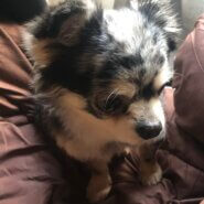 急募！ロングチワワ男の子