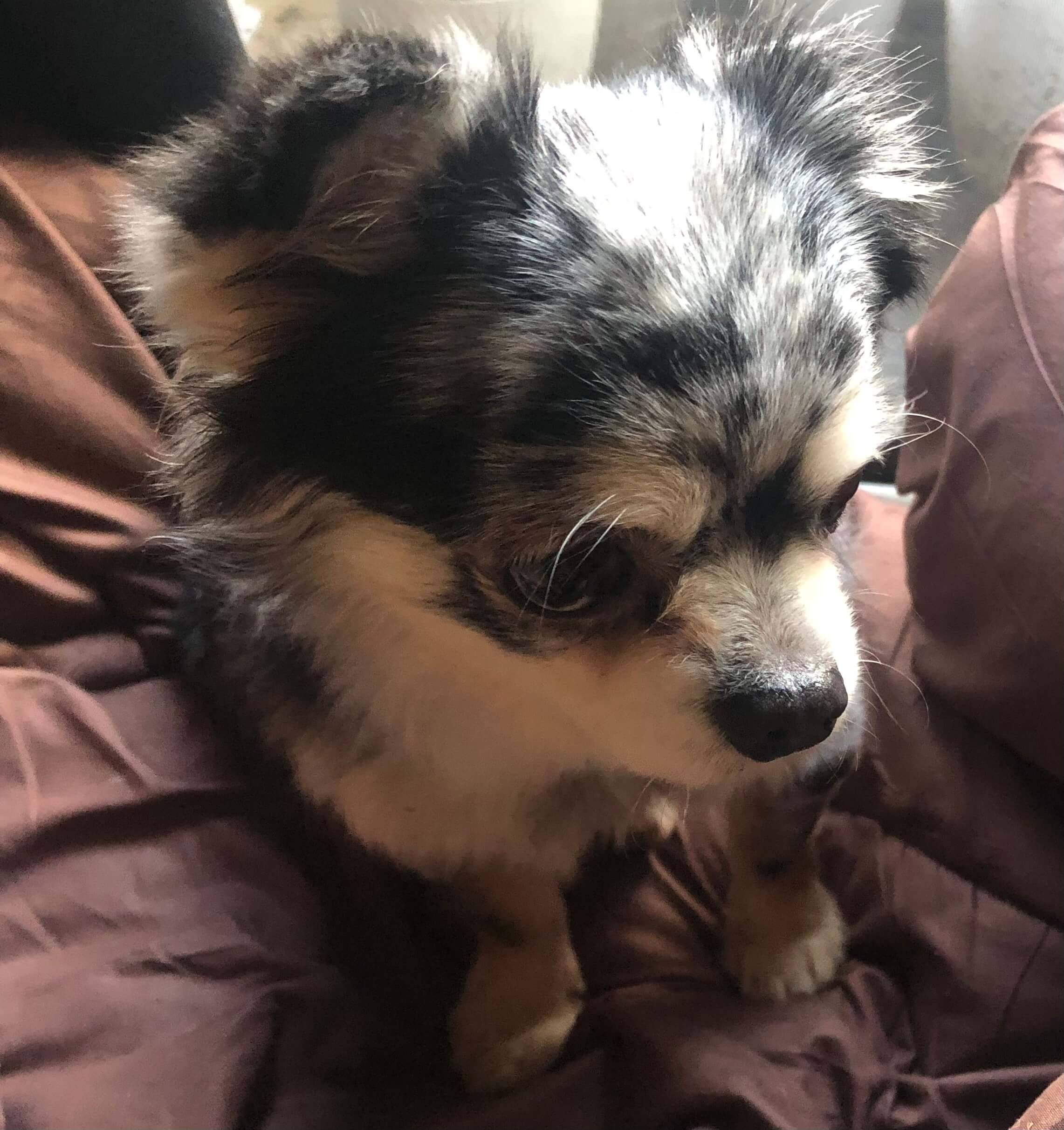 急募！ロングチワワ男の子