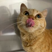 人懐っこい食いしん坊ガール！