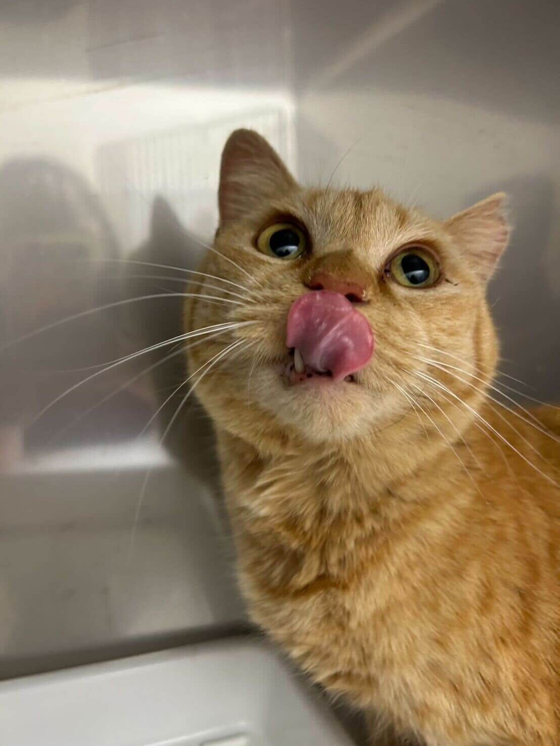 人懐っこい食いしん坊ガール！