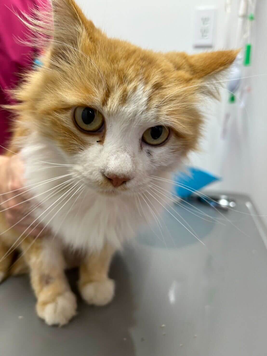 ちょっと怖がりさんな男の子ハル君！