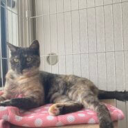 甘えん坊のあやめちゃん