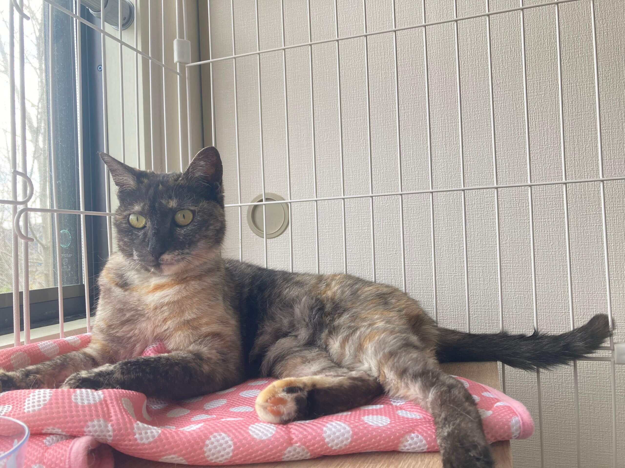 甘えん坊のあやめちゃん