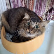 体は大きい甘えんぼな長毛キジくん❢