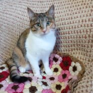 可愛いキジミケちゃんの里親募集