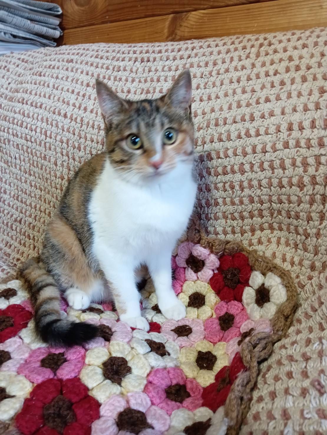 可愛いキジミケちゃんの里親募集