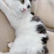 可愛い❤️子猫ちゃんの里親募集