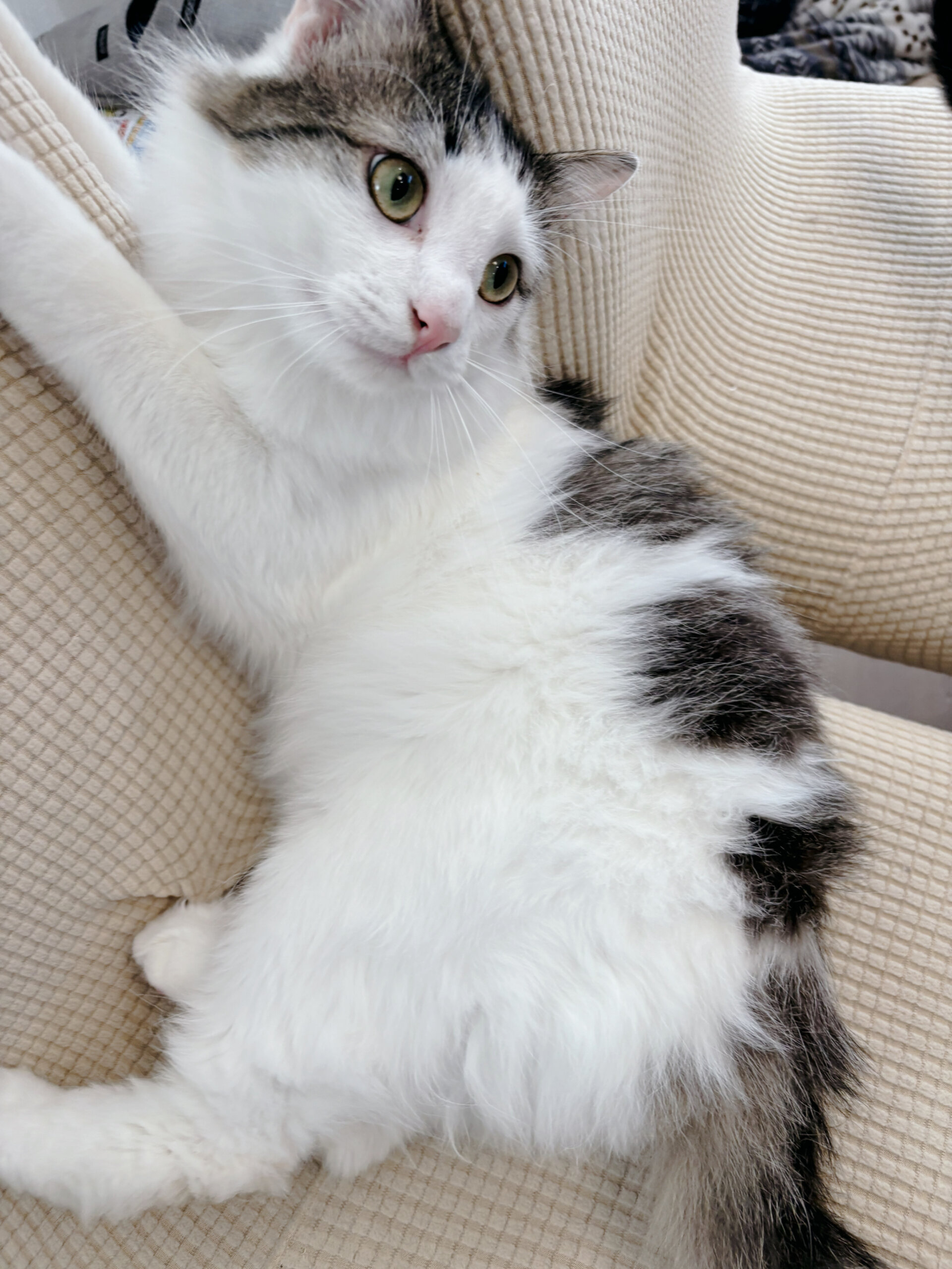 可愛い❤️子猫ちゃんの里親募集