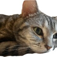 アメリカンショートヘア 甘えたな男の子