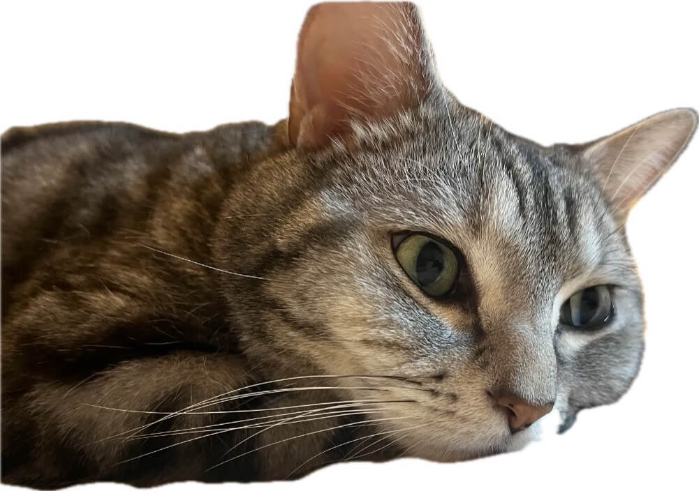 アメリカンショートヘア 甘えたな男の子