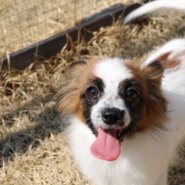 可愛いパピヨン女の子！