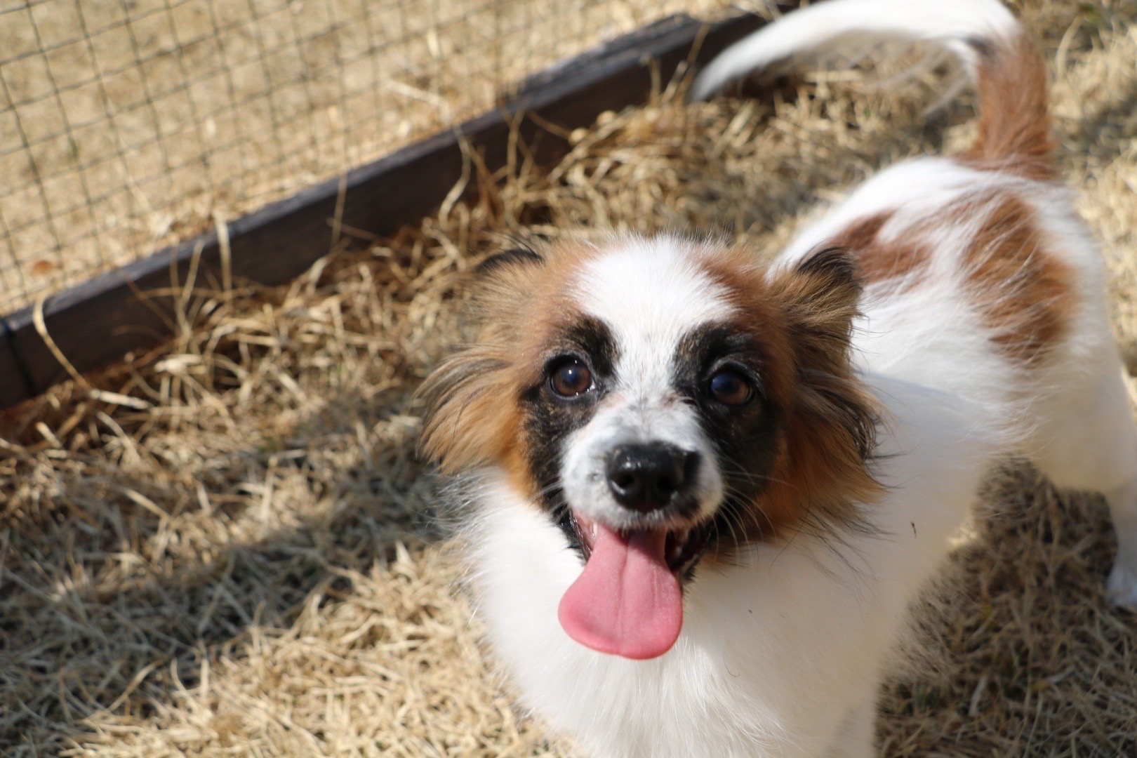可愛いパピヨン女の子！