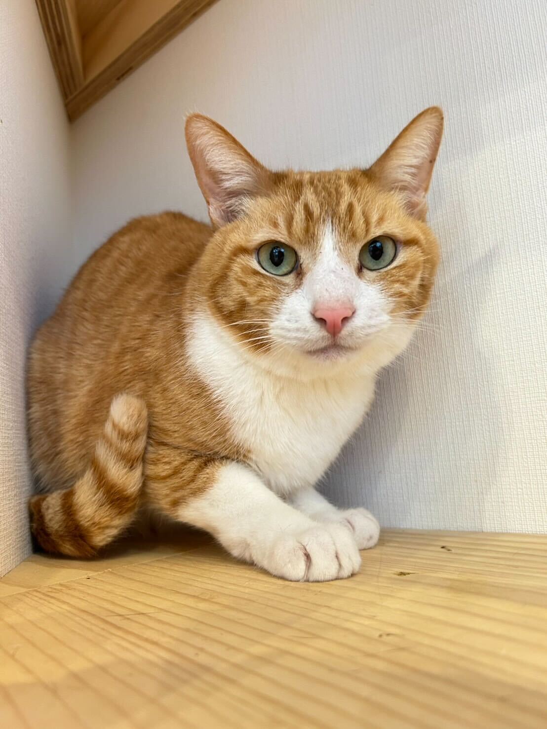 臆病だけど猫も人も大好きしっぽくん！