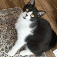 生後7ヶ月の男の子(兄妹の片方)