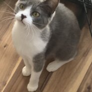 生後7ヶ月の女の子(兄妹猫の片方)