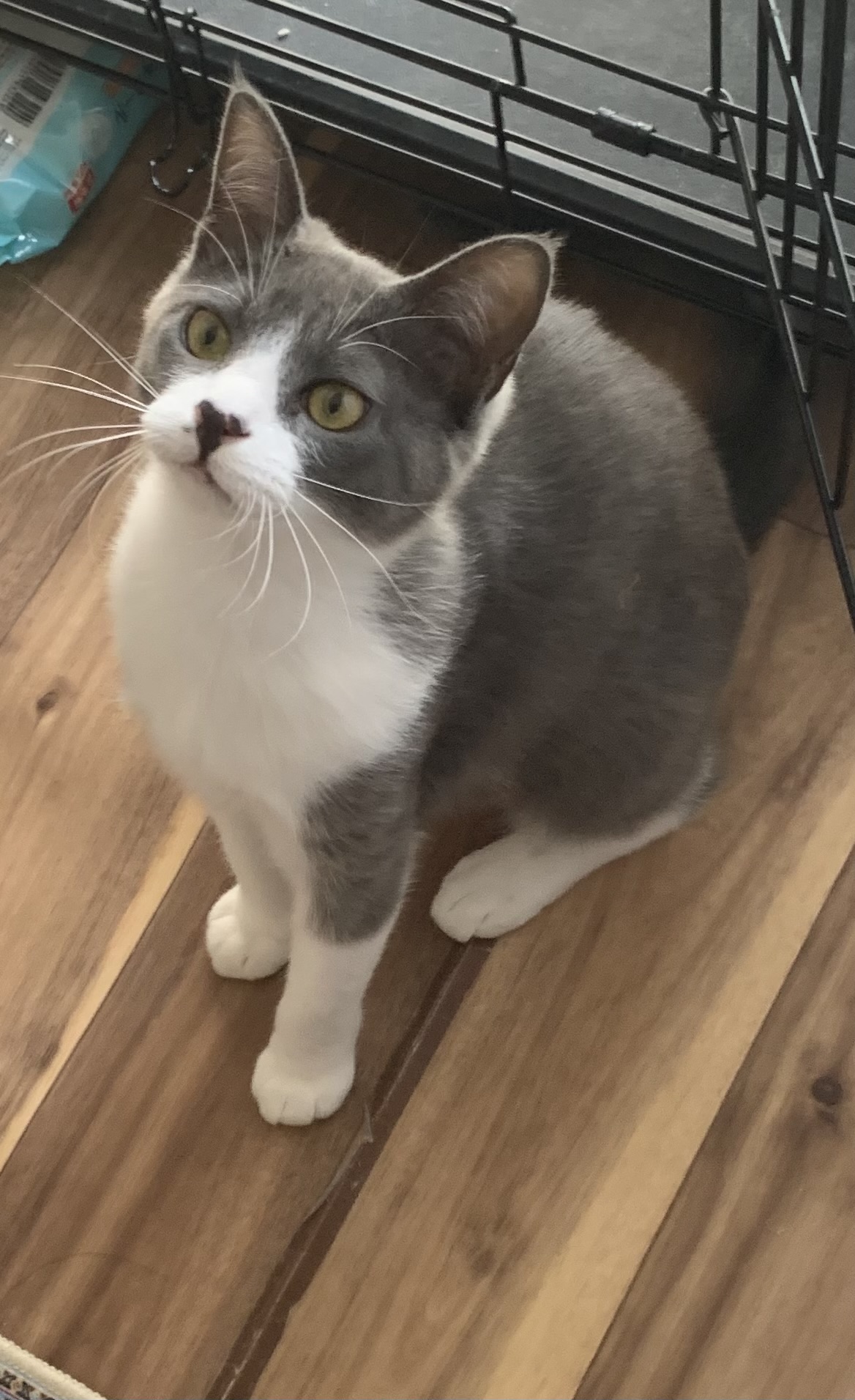 生後7ヶ月の女の子(兄妹猫の片方)