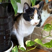 甘えっ子さんミケちゃんです♪