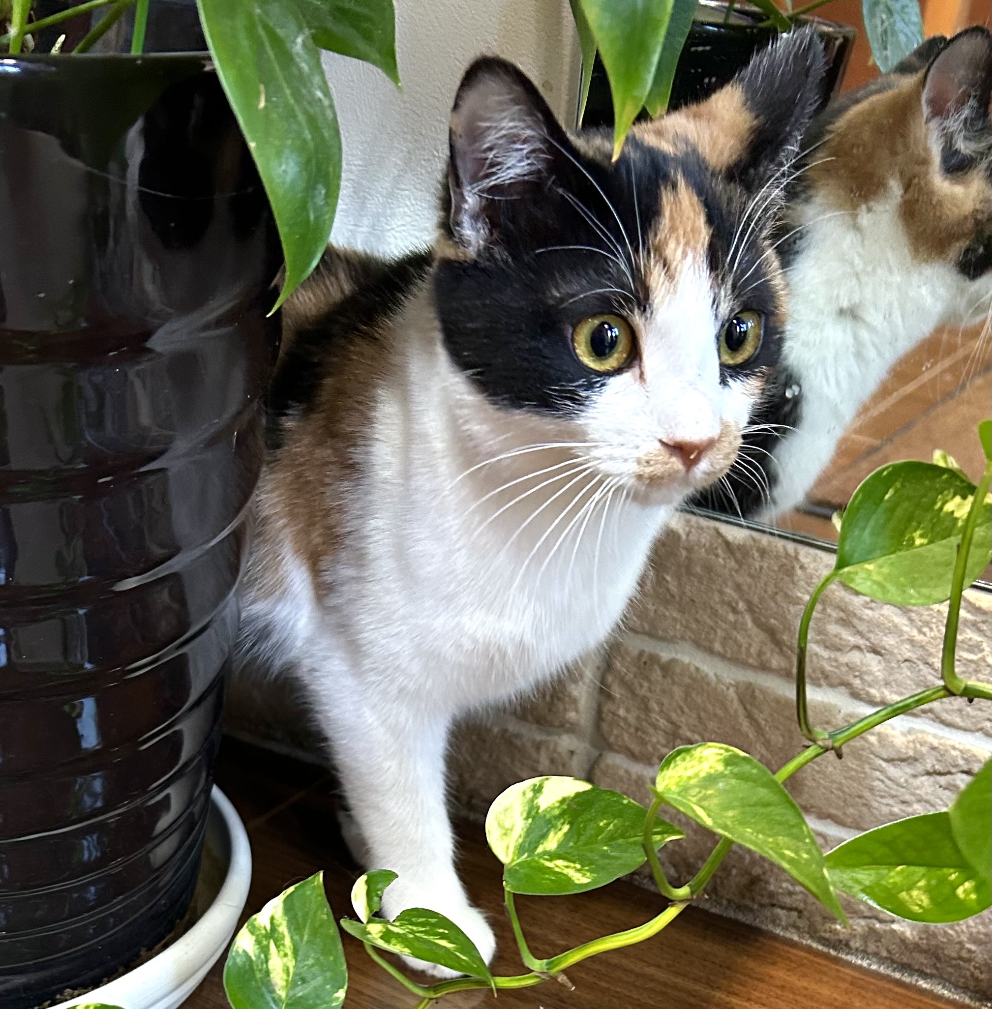 甘えっ子さんミケちゃんです♪