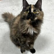 お茶目な長毛錆ちゃん女の子♪