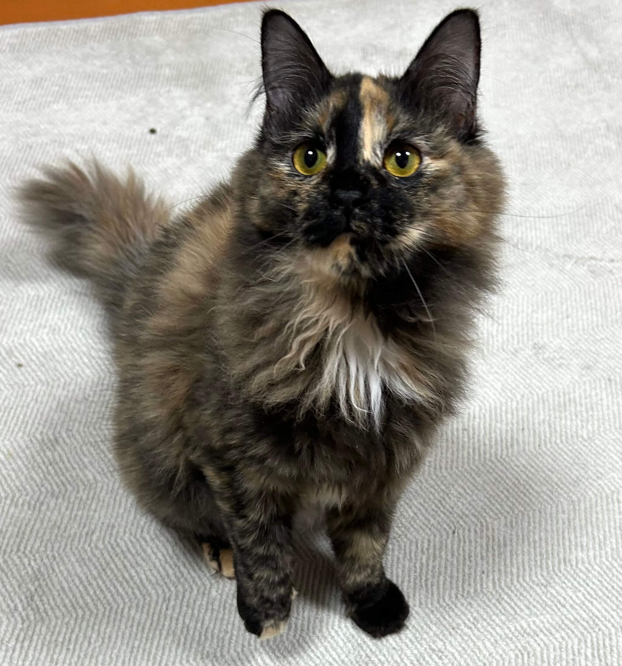 お茶目な長毛錆ちゃん女の子♪