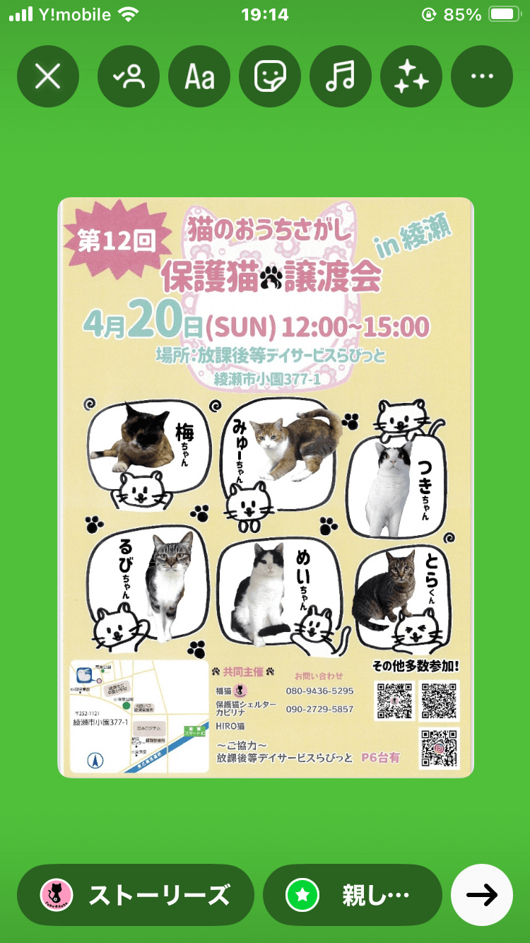 保護猫譲渡会in綾瀬