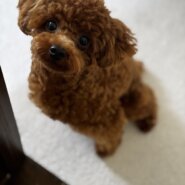 生後7ヶ月のトイプードルの男の子（パテラG4）