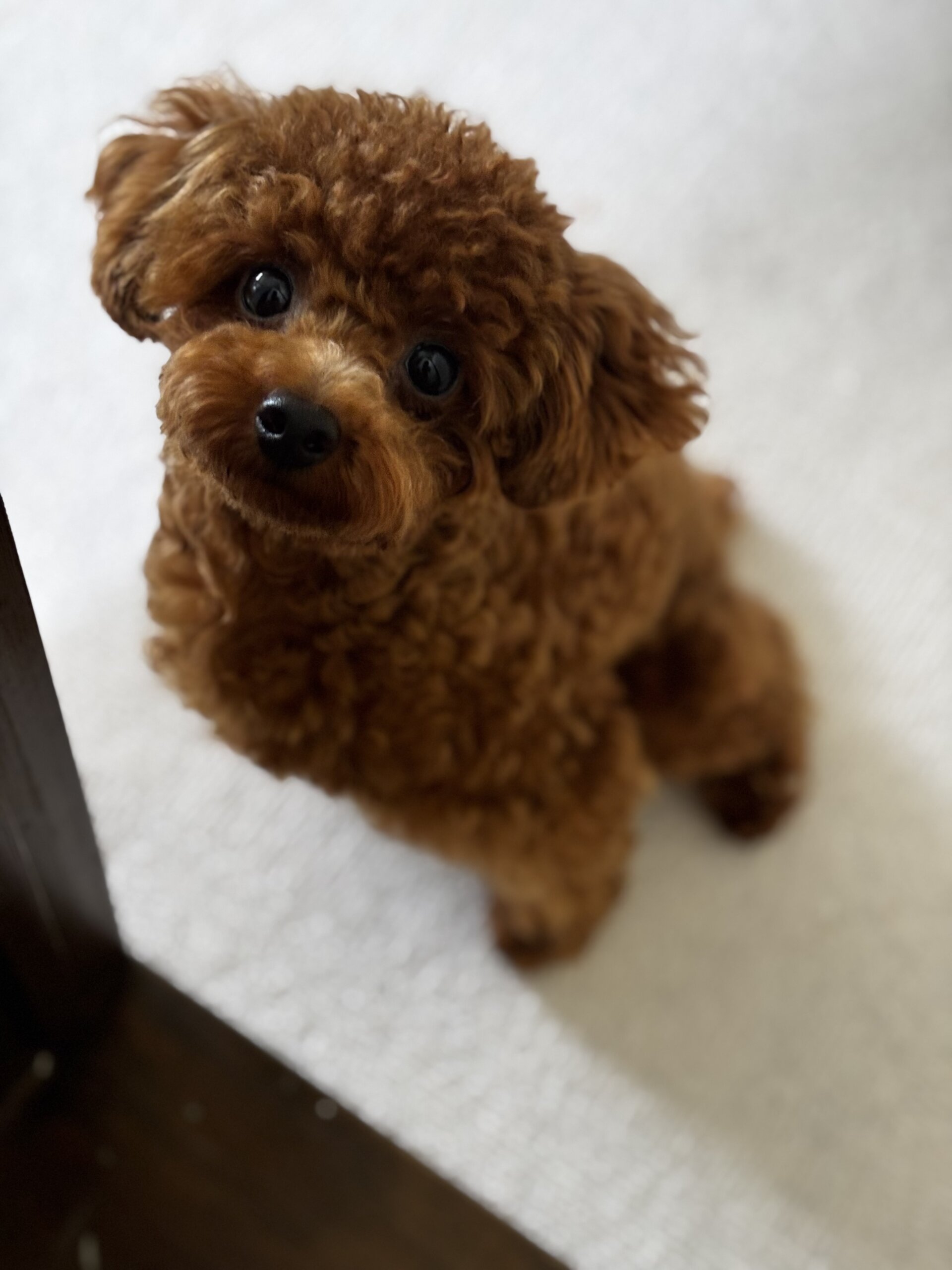 生後7ヶ月のトイプードルの男の子（パテラG4）