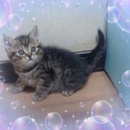 スコティッシュフォールドの仔猫３兄弟