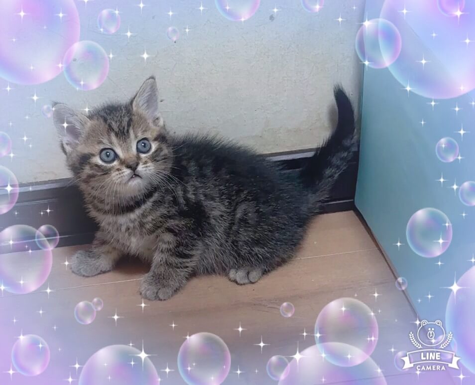 スコティッシュフォールドの仔猫３兄弟