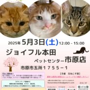 花ねこ譲渡会