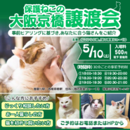 猫と遊べる譲渡会