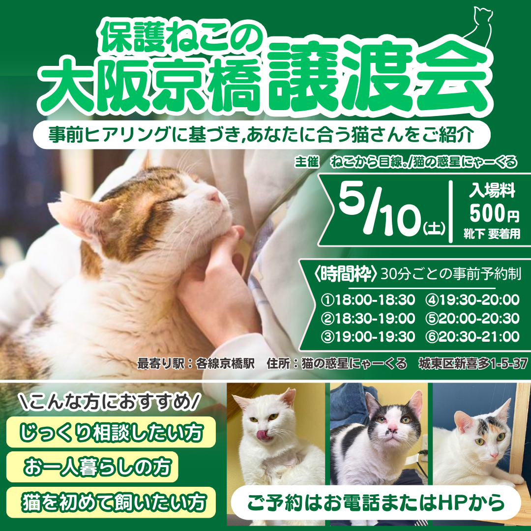 猫と遊べる譲渡会