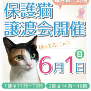 保護ねこの家譲渡会 in 天王寺