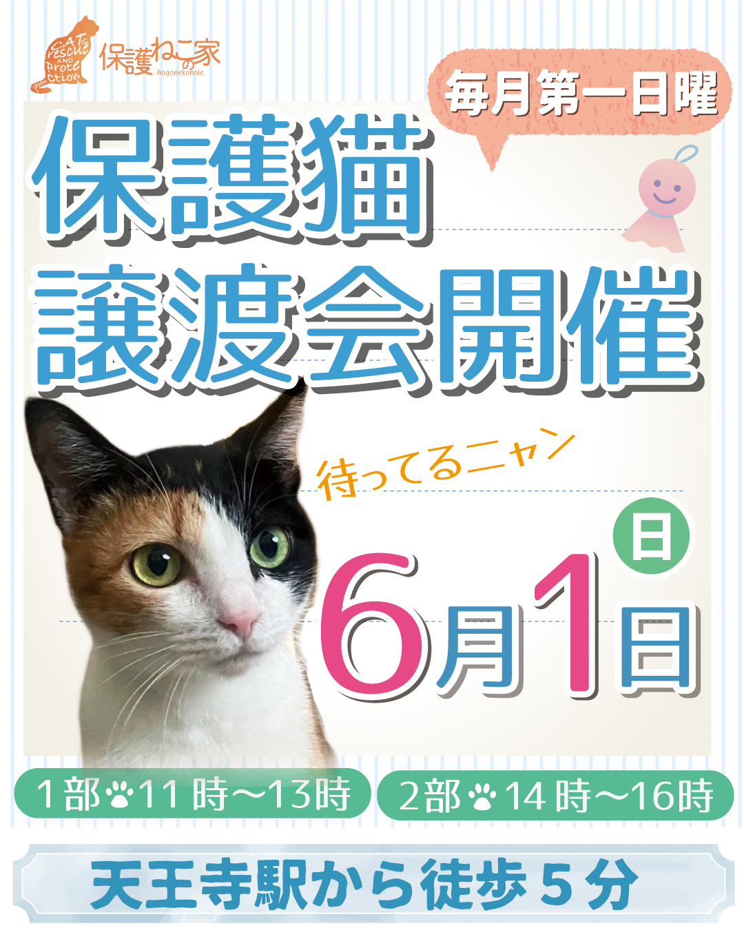 保護ねこの家譲渡会 in 天王寺