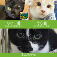 猫いっぱい20匹の譲渡会★みよし市