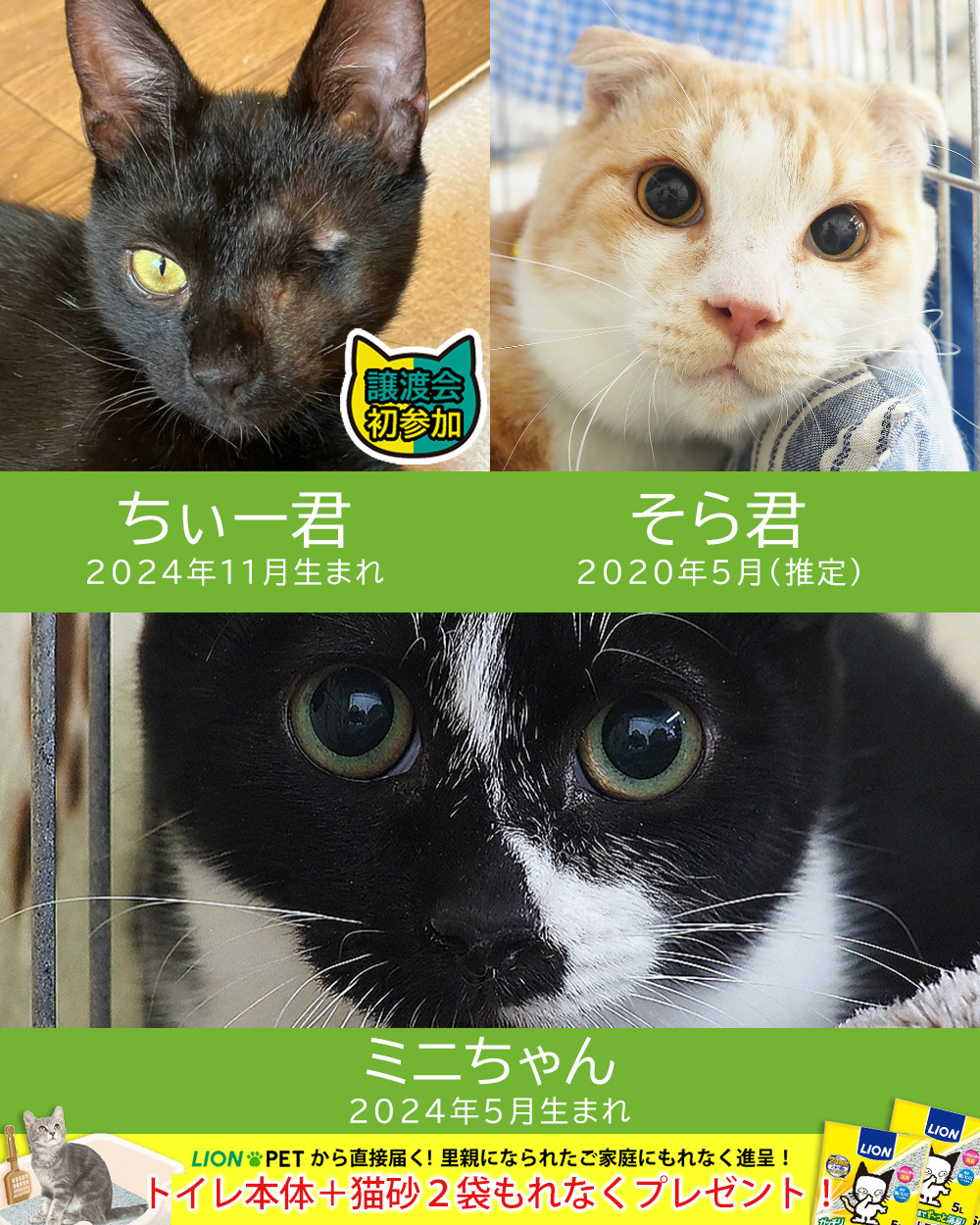 猫いっぱい20匹の譲渡会★みよし市