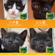 子猫4匹含む20匹+α