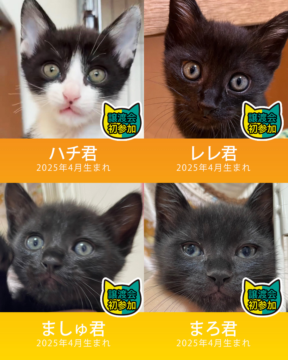 子猫4匹含む20匹+α