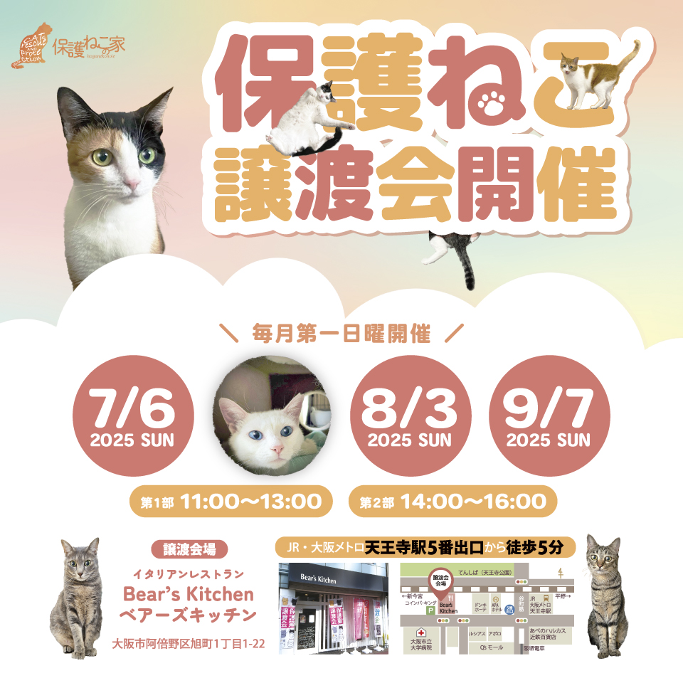 保護ねこの家譲渡会 in 天王寺
